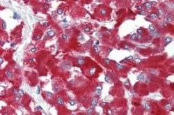 THEM6 Antibody, Novus Biologicals 50 &mu;g | Buy Online | Novus Biologicals | Fisher Scientific